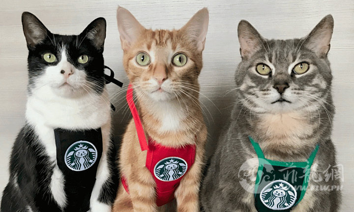 three-cat-siblings-in-starbucks-outfits.png