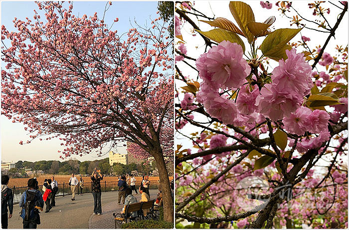 cherry-blossoms-japan-2018-april.jpg