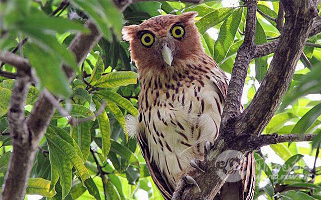 philippine-eagle-owl-1719823759.jpg