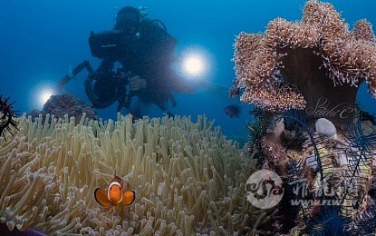 bohol-loop-dive-expo.jpeg