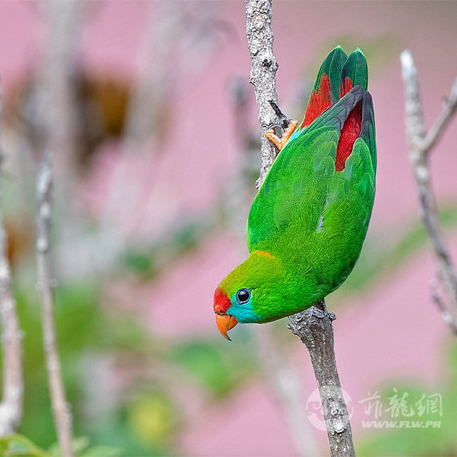 philippine-hanging-parrot-1724304528.jpg