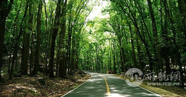 Mahogany-Man-Made-Forest-in-Bohol-by-Mond-Reymond.jpg