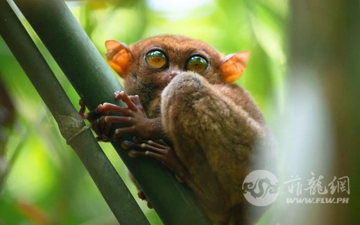 tarsier-bohol-1-1024x640.jpeg