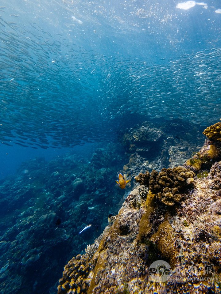 napaling-reef-clownfish-stare.jpg