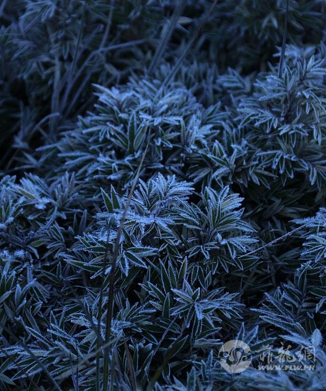 mt-pulag-frozen-grassland-january-2025-b-1737969827.jpg