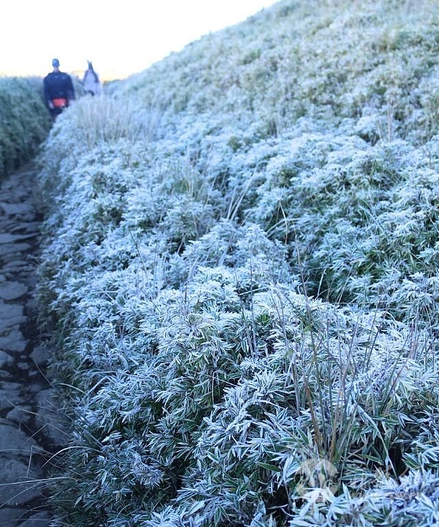 mt-pulag-frozen-grassland-january-2025-a-1737969827.jpg